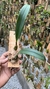 Bulbophyllum eberhardtii - comprar online