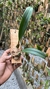 Bulbophyllum eberhardtii - loja online