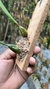 Bulbophyllum eberhardtii - Orquidário Aparecida