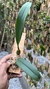 Imagem do Bulbophyllum eberhardtii