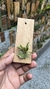Pabstiella trifida - comprar online