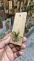 Imagem do Pabstiella trifida
