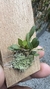 Pabstiella trifida - loja online