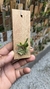 Pabstiella trifida - Orquidário Aparecida