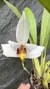 Maxillaria grandflora Lacre 0005290 - comprar online