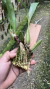 Coelogyne lawrenceana Lacre 0000903 - comprar online