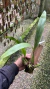 Coelogyne lawrenceana Lacre 0000903