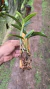 Cattleya loddigesii - comprar online
