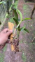 Cattleya loddigesii - loja online