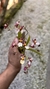 Oncidium Kaiulani - comprar online