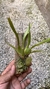 Oncidium Kaiulani - Orquidário Aparecida