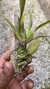 Imagem do Oncidium Kaiulani