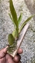 Oncidium Kaiulani - loja online
