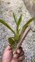 Oncidium Kaiulani