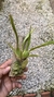 Oncidium Kaiulani na internet