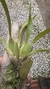Oncidium Kaiulani - Orquidário Aparecida