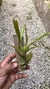 Oncidium Kaiulani na internet