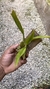 Oncidium Kaiulani - comprar online