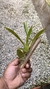 Oncidium Kaiulani - loja online