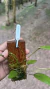 Acianthera luteola Lacre 0000073 - loja online