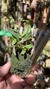 Maxillaria sophronitis Lacre 31699 - loja online