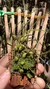 isabelia pulchella alba Lacre 31700 - Orquidário Aparecida