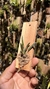 Imagem do Dendrobium lichenastrum