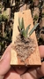 Dendrobium lichenastrum - Orquidário Aparecida