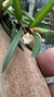 Maxillaria uncata