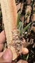 Dendrobium lichenastrum - loja online