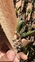 Dendrobium lichenastrum - comprar online