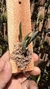 Dendrobium lichenastrum na internet