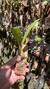 Trigonidium obtusum - Orquidário Aparecida