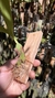 Trigonidium obtusum - loja online