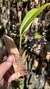 Trigonidium obtusum - comprar online