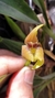 Trigonidium obtusum - comprar online