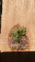 Acianthera aveniformis (P) na internet