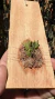 Acianthera aveniformis (P) - Orquidário Aparecida