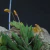 Acianthera aveniformis (P) - comprar online