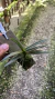 Ascofinetia Twinkle Lacre 0000905 na internet