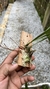 Maxillaria humilis - loja online