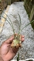 Imagem do Maxillaria humilis