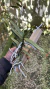 Angraecum didieri Lacre 0000907 - Orquidário Aparecida