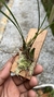 Maxillaria humilis - comprar online