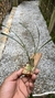 Maxillaria humilis na internet