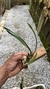 Maxillaria humilis - Orquidário Aparecida