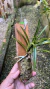 Neofinetia falcata 0000906 na internet