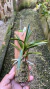 Imagem do Neofinetia falcata 0000906