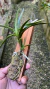 Neofinetia falcata 0000906 - comprar online