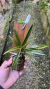 Neofinetia falcata 0000906 na internet